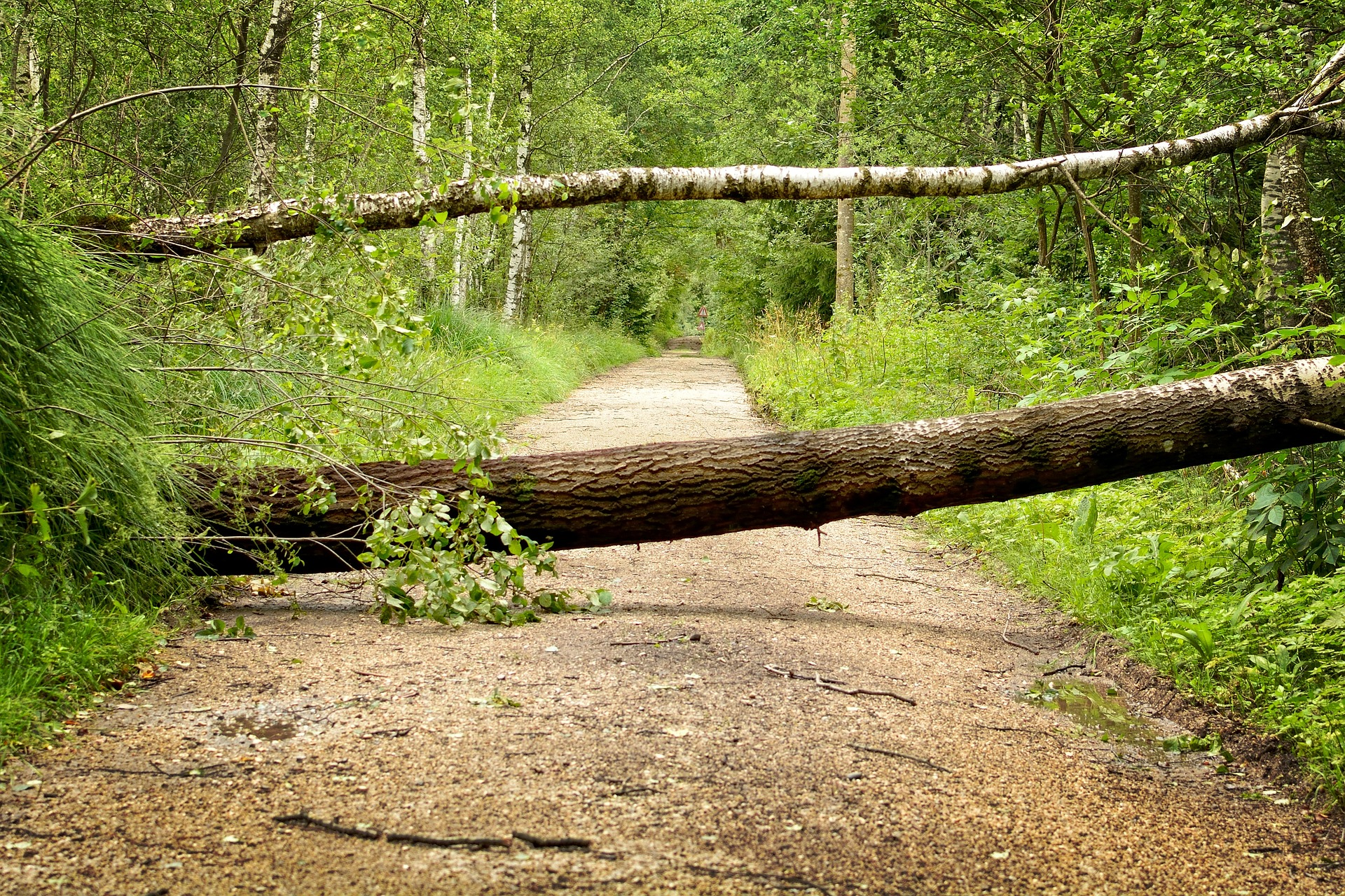 A tree blocking a path in the forest, a metaphor for inaccessible websites.